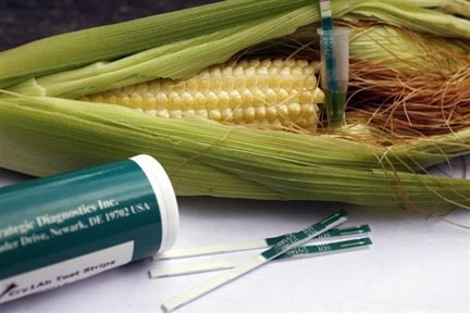 mon810, Monsanto, γ.τ.ο., καλαμπόκι, μεταλλαγμένα, μεταλαγμένα,